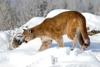 Living with Cougars at the Lake