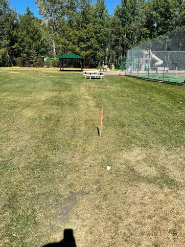 Stakes for placement of new trees in the park